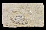 Fossil Crinoid (Lanecrinus) - Crawfordsville, Indiana #157251-1